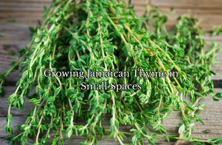 Growing Jamaican Thyme in Small Spaces