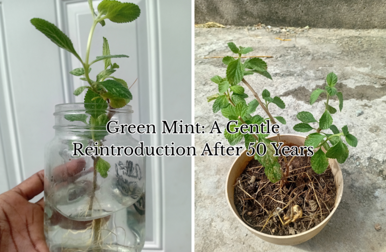 My Weekly Plant Study - Green Mint - A Gentle Reintroduction After 50 Years