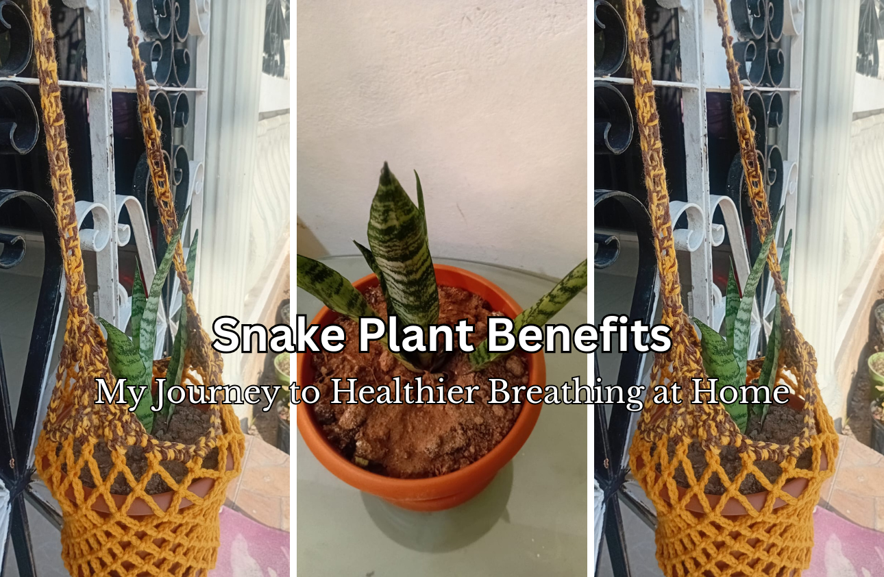 Snake Plant Benefits: My Journey to Healthier Breathing at Home