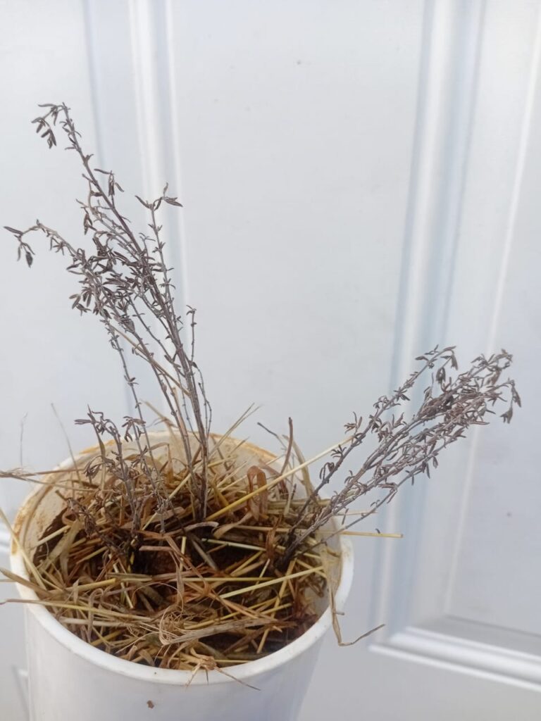 Thyme cuttings in soil