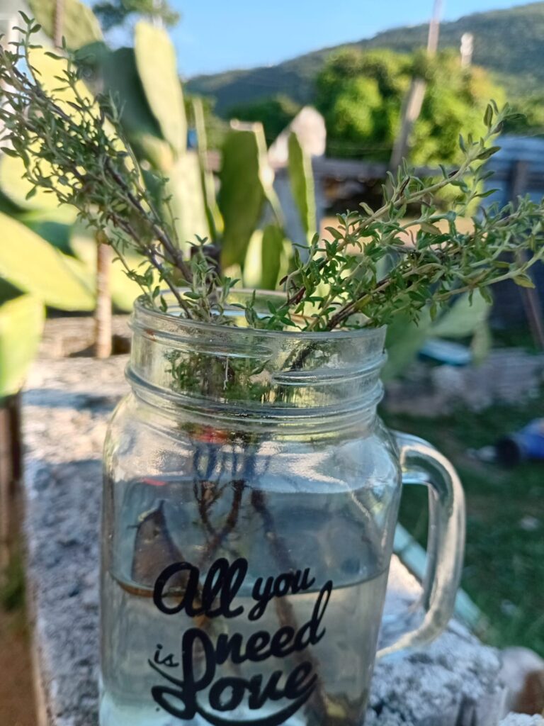 thyme cuttings in water