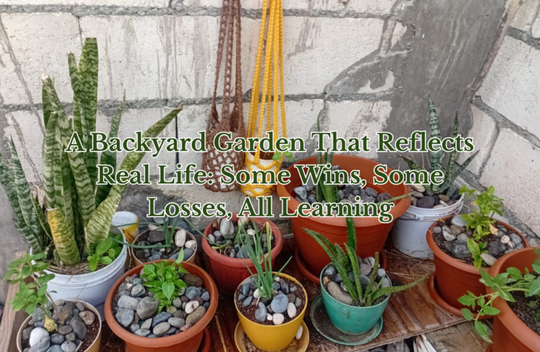 A Backyard Garden That Reflects Real Life: Some Wins, Some Losses, All Learning