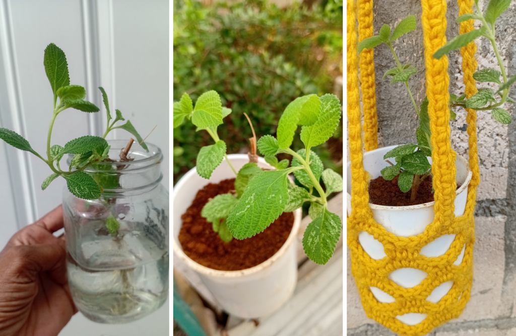 Crochet Plant Hanger for my Green Mint Plant