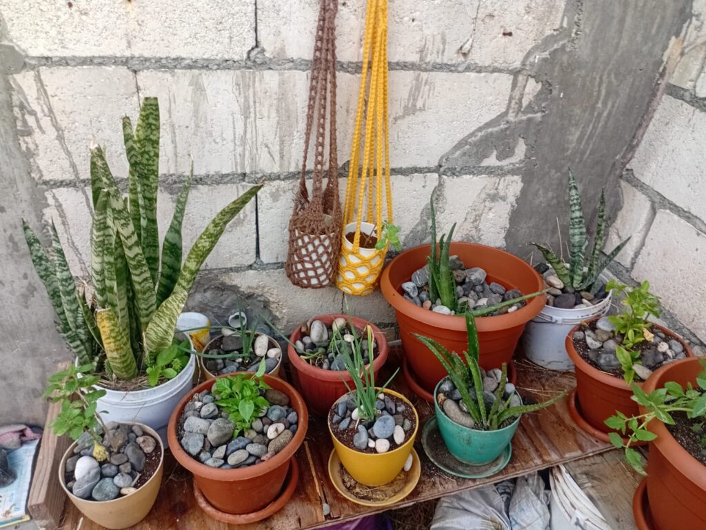 My container garden with the aloe vera plants