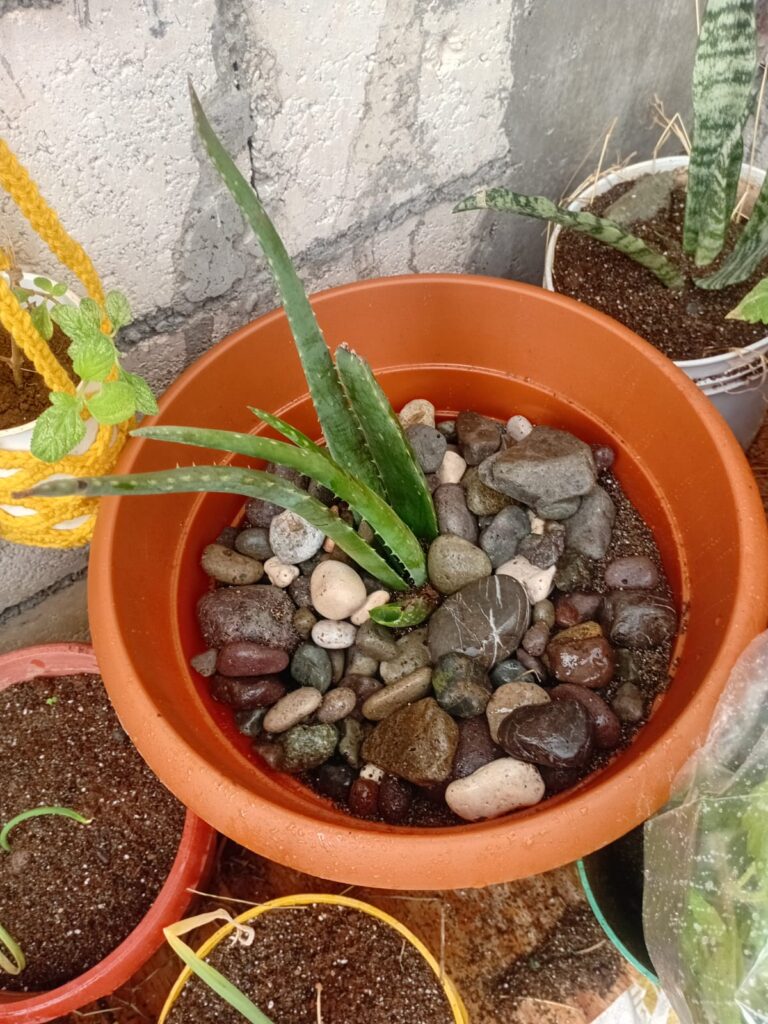 My Aloe Vera Plant - This week's plant study