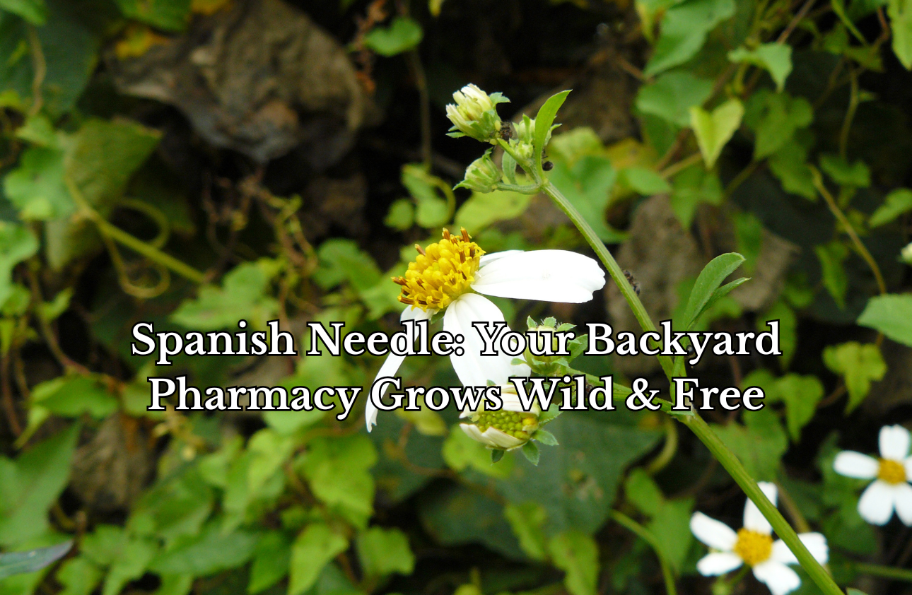 Spanish Needle: Your Backyard Pharmacy Grows Wild & Free