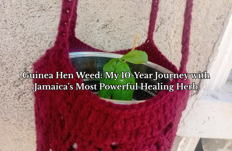 Guinea Hen Weed: My 10-Year Journey with Jamaica’s Most Powerful Healing Herb