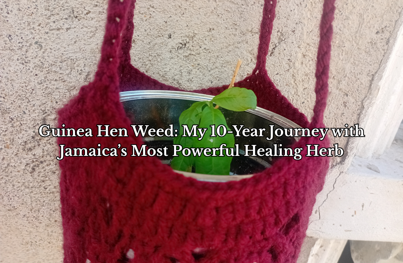 Guinea Hen Weed: My 10-Year Journey with Jamaica’s Most Powerful Healing Herb
