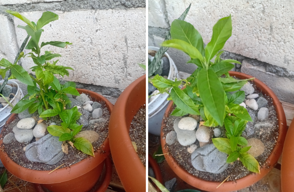 My first guinea hen weed plant - gillian larmond