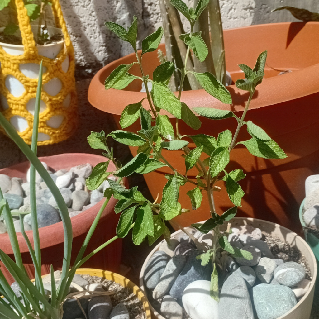 The decorative stones