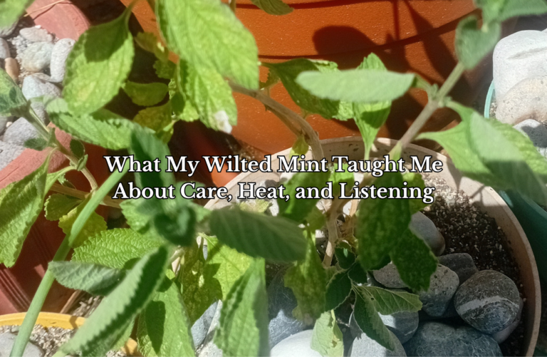 My wilted mint