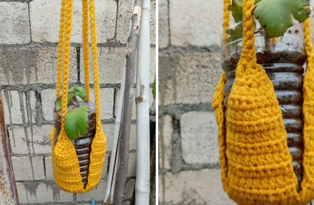 Growing my Leaf of Life vertically supported by a crochet plant hanger