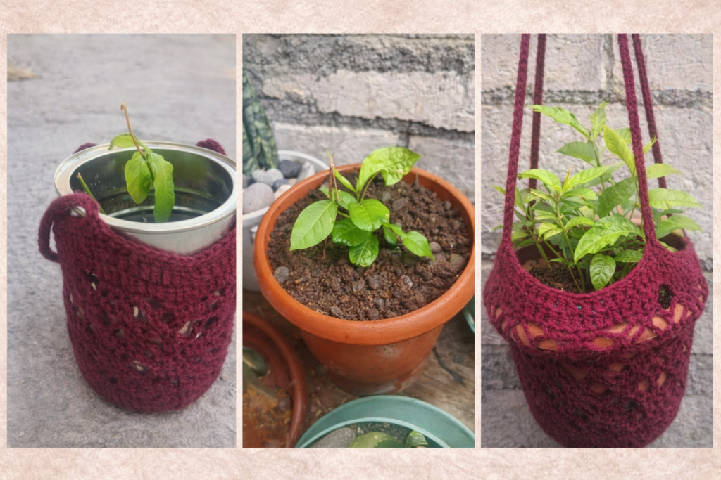 Growing herbs in pots in Jamaica - Guinea Hen Weed
