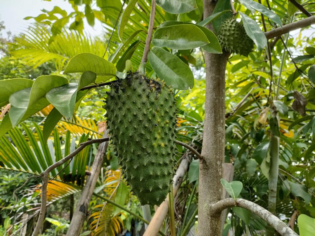 Soursop Leaf Tree