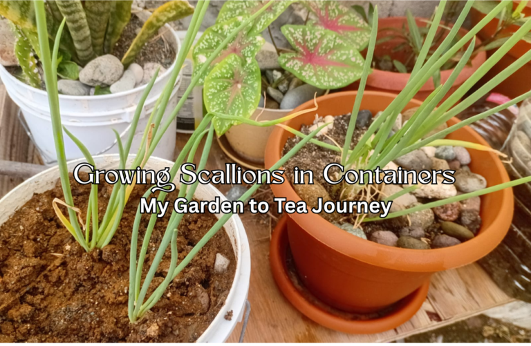 Growing Scallions in Containers: My Garden to Tea Journey
