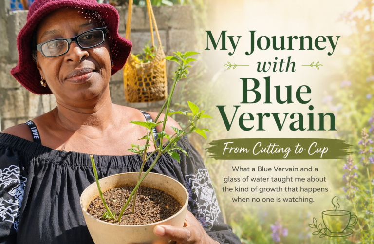 My Journey with Blue Vervain - From Cutting to Cup