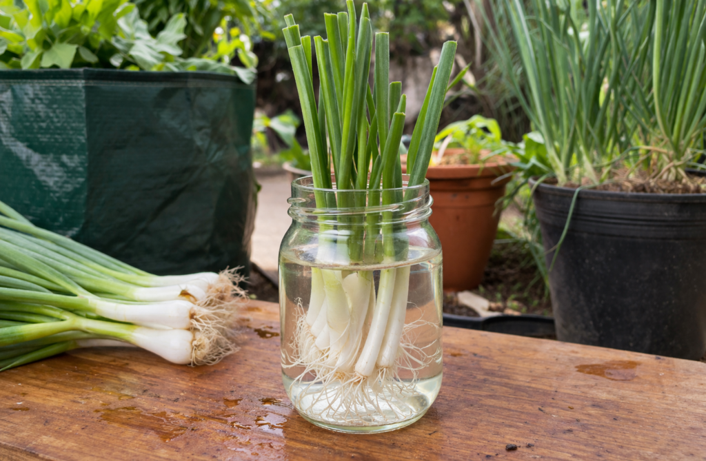Scallion jar with roots growing