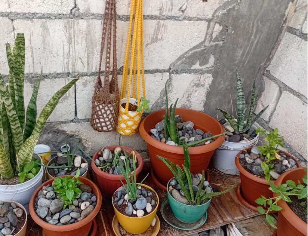 My Garden - Intentional Living