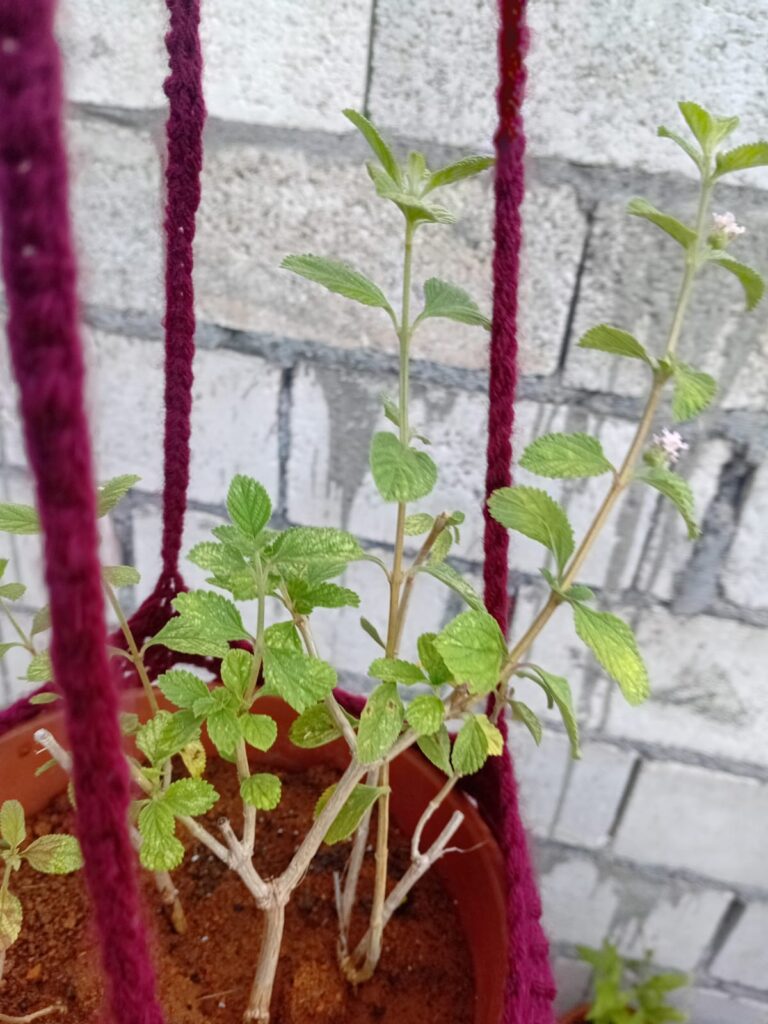 Green Mint