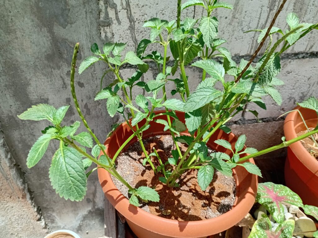 My blue vervain