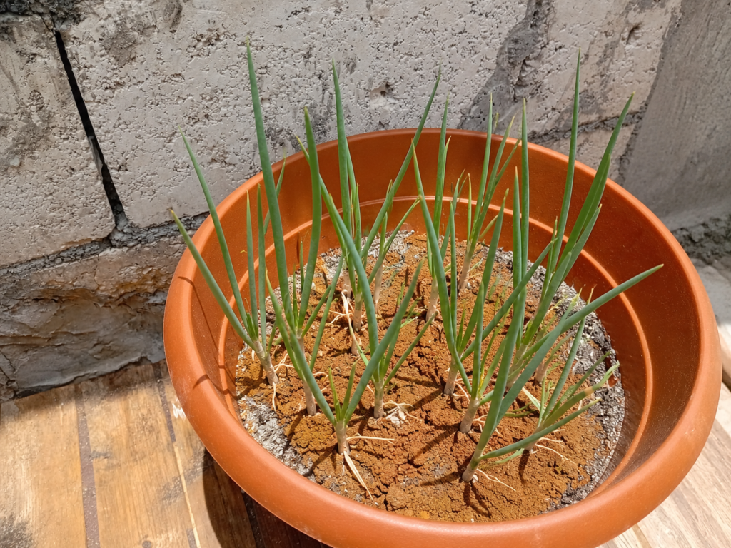 My Scallions growing in my container garden