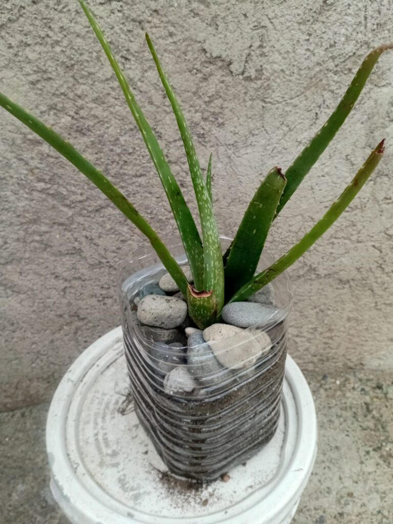 Aloe Vera - powerful plant that is growing in my garden 