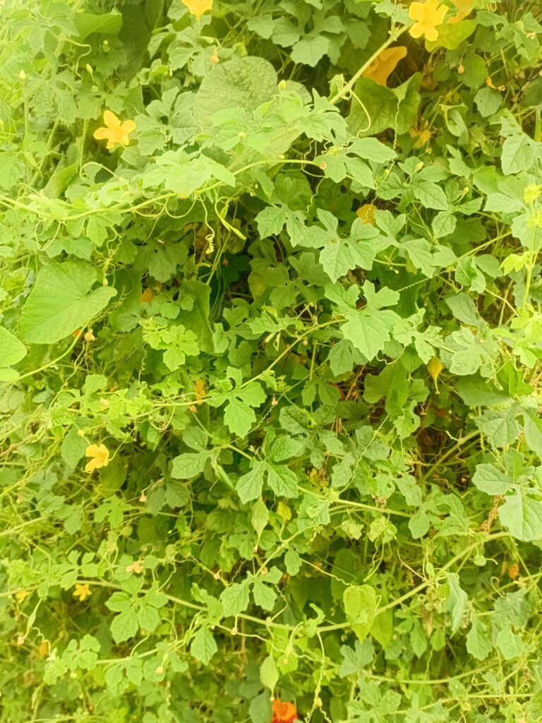 Cerasee Tea Benefits - Healing herb