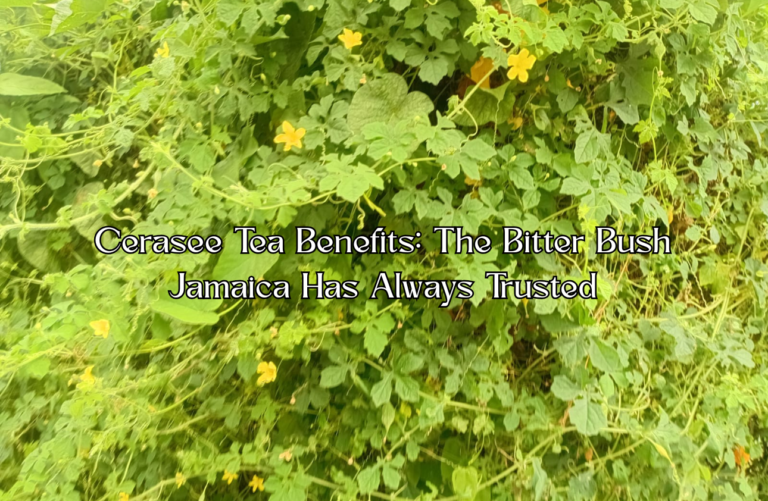 Cerasee Tea Benefits: The Bitter Bush Jamaica Has Always Trusted