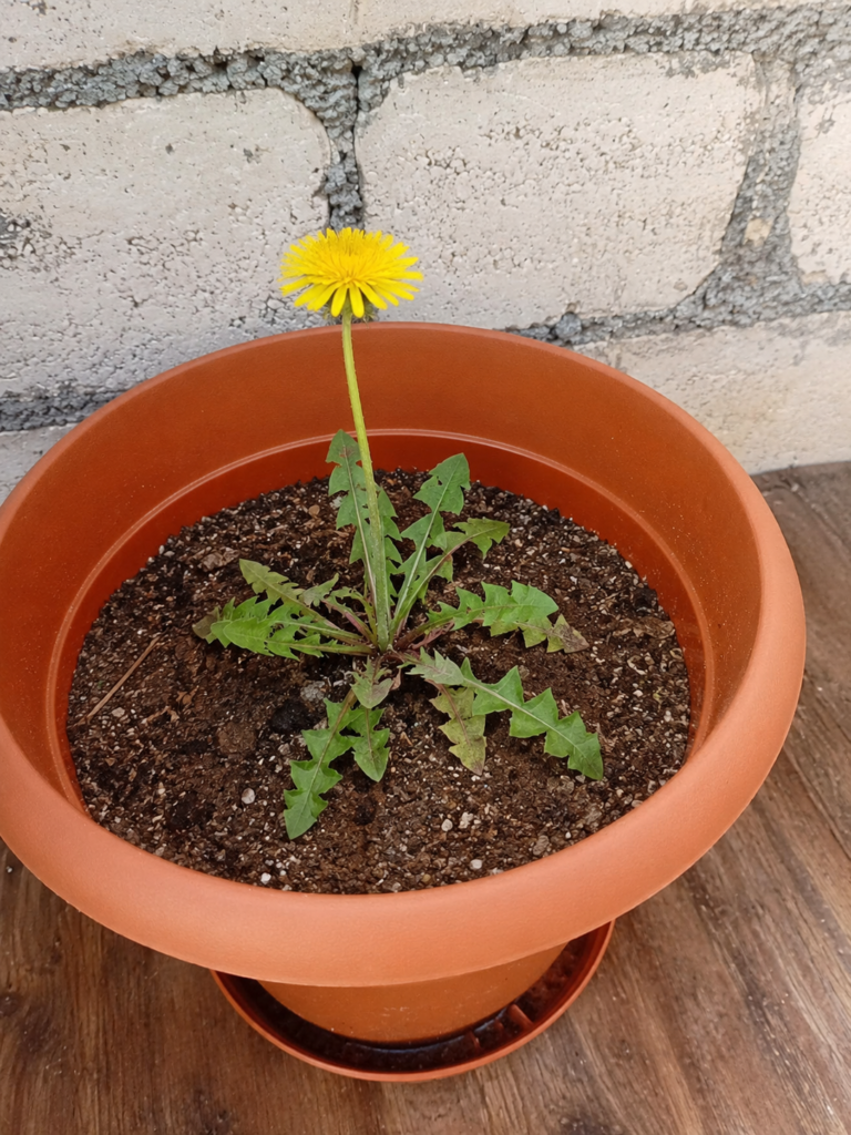 Dandelion - Gillian larmond