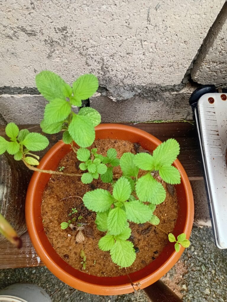 Container Gardening - Green Mint