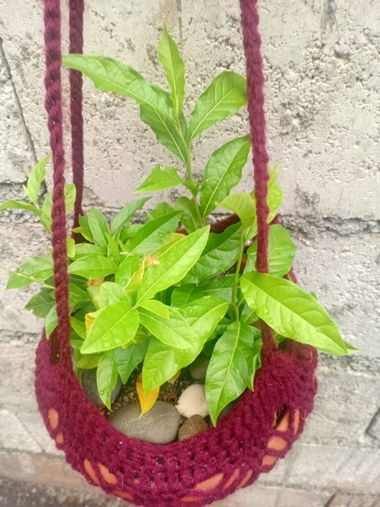 Container Garden - Guinea Hen Weed