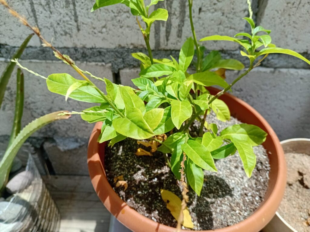 Jamaican herb - guinea hen weed
