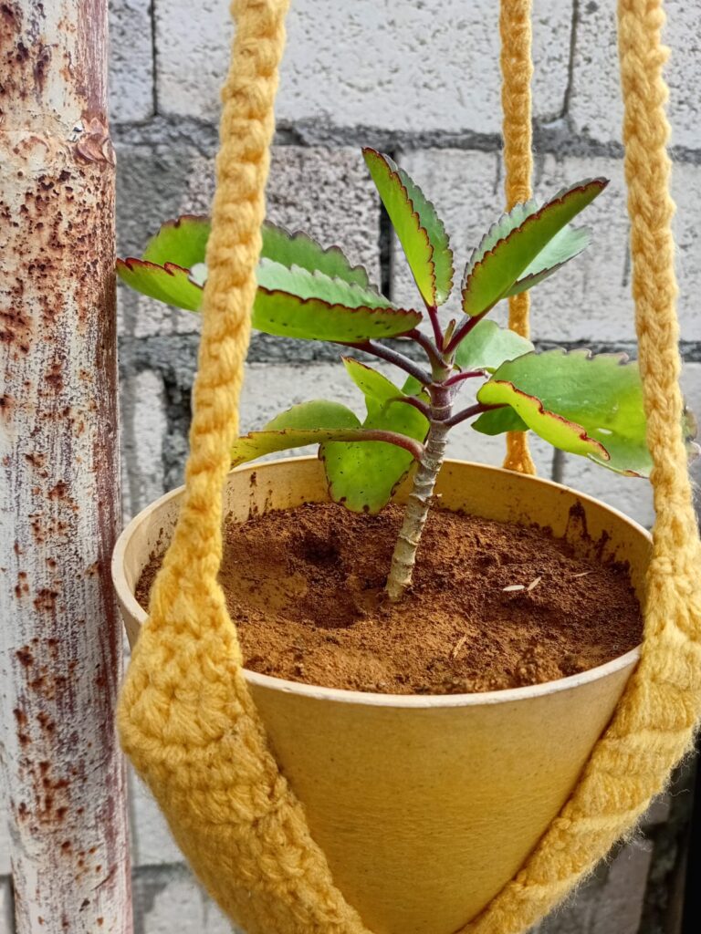 leaf of life