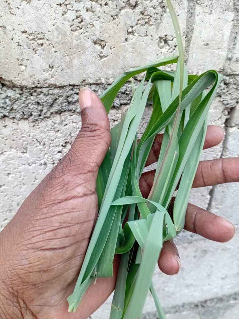 Me holding my Fever Grass that helps me with relaxed breathing just before making my tea