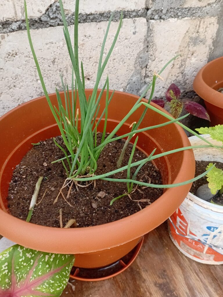 Scallions in my container garden