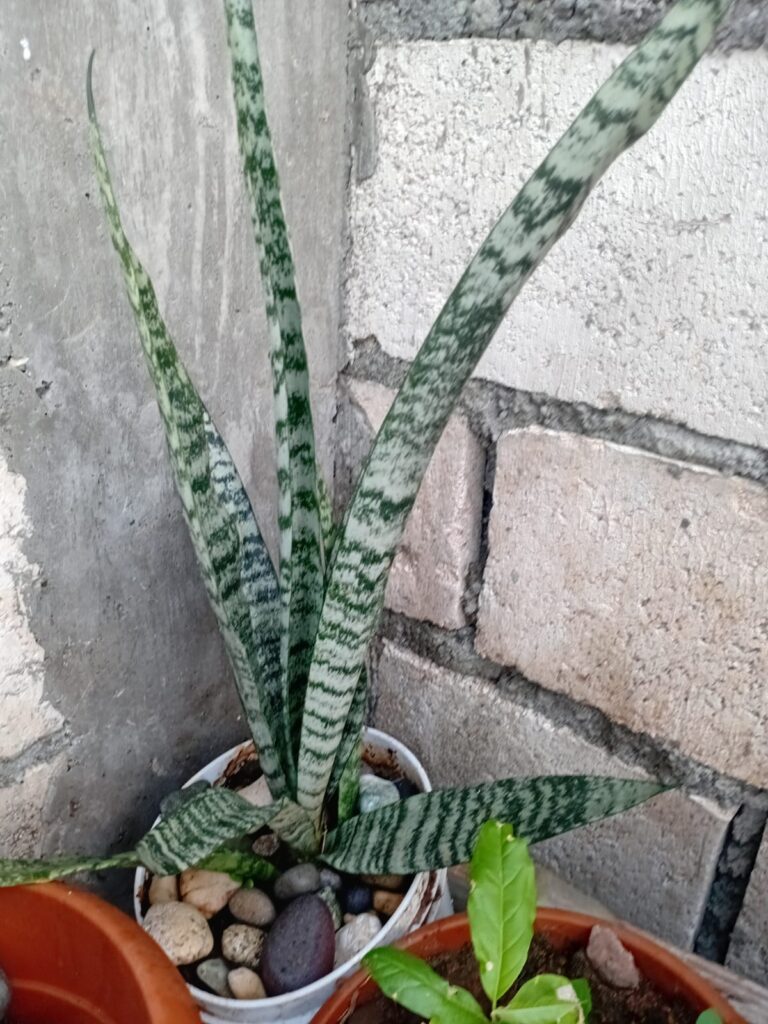 container gardening - snake plant