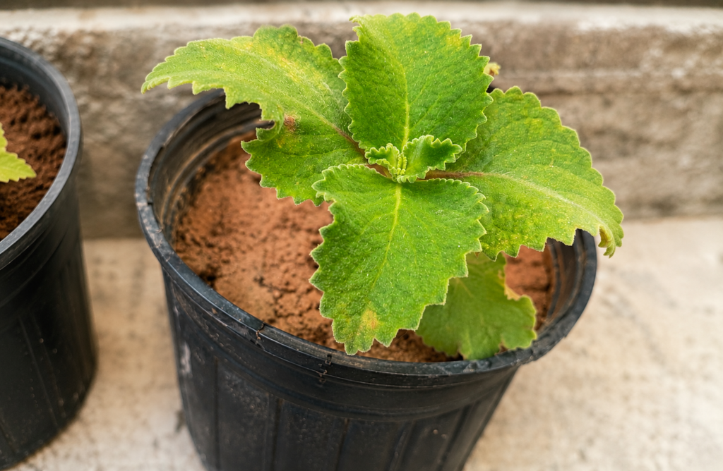 Oregano Herb - Brew It, and Enjoy Its Benefits