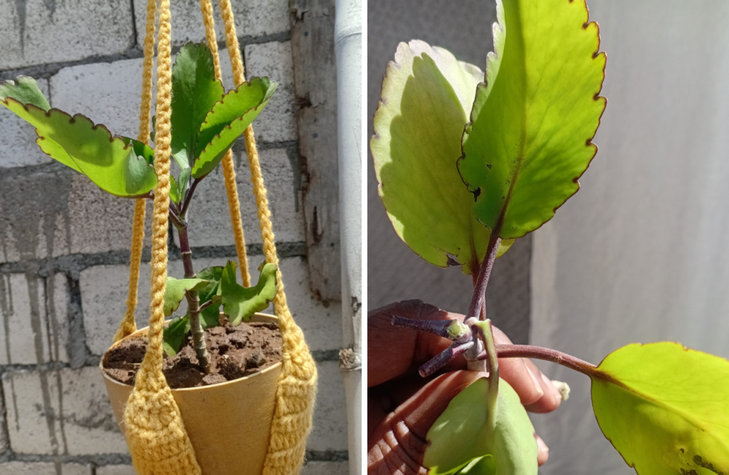 jamaican herbs - leaf of life