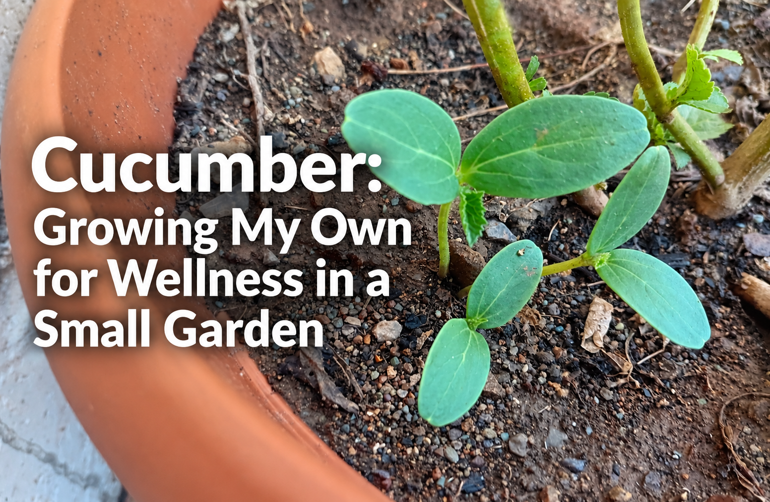 Cucumber: Growing My Own for Wellness in a Small Garden