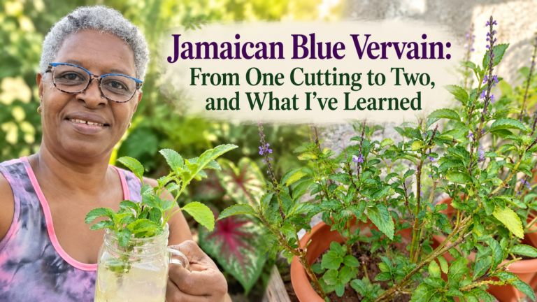 Jamaican Blue Vervain: From One Cutting to Two, and What I’ve Learned