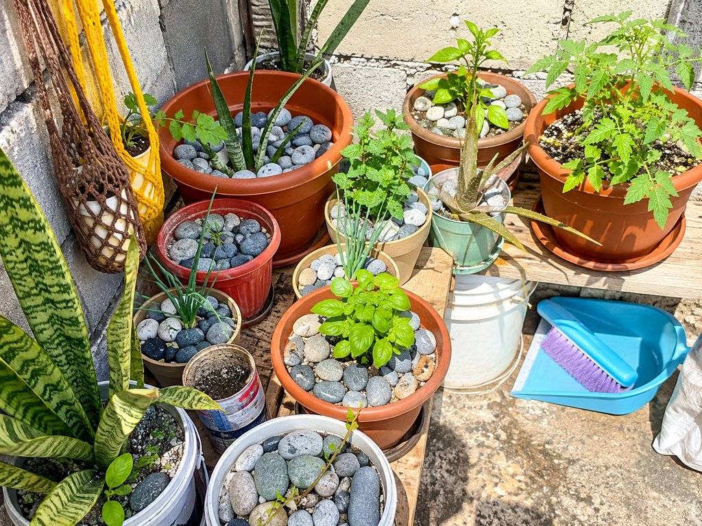 Sunlit Urban Backyard Container Garden