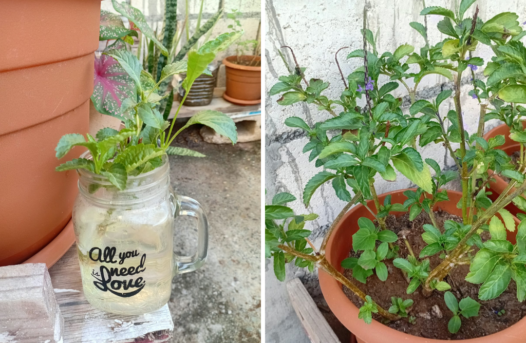What Tradition Says About Jamaican Blue Vervain