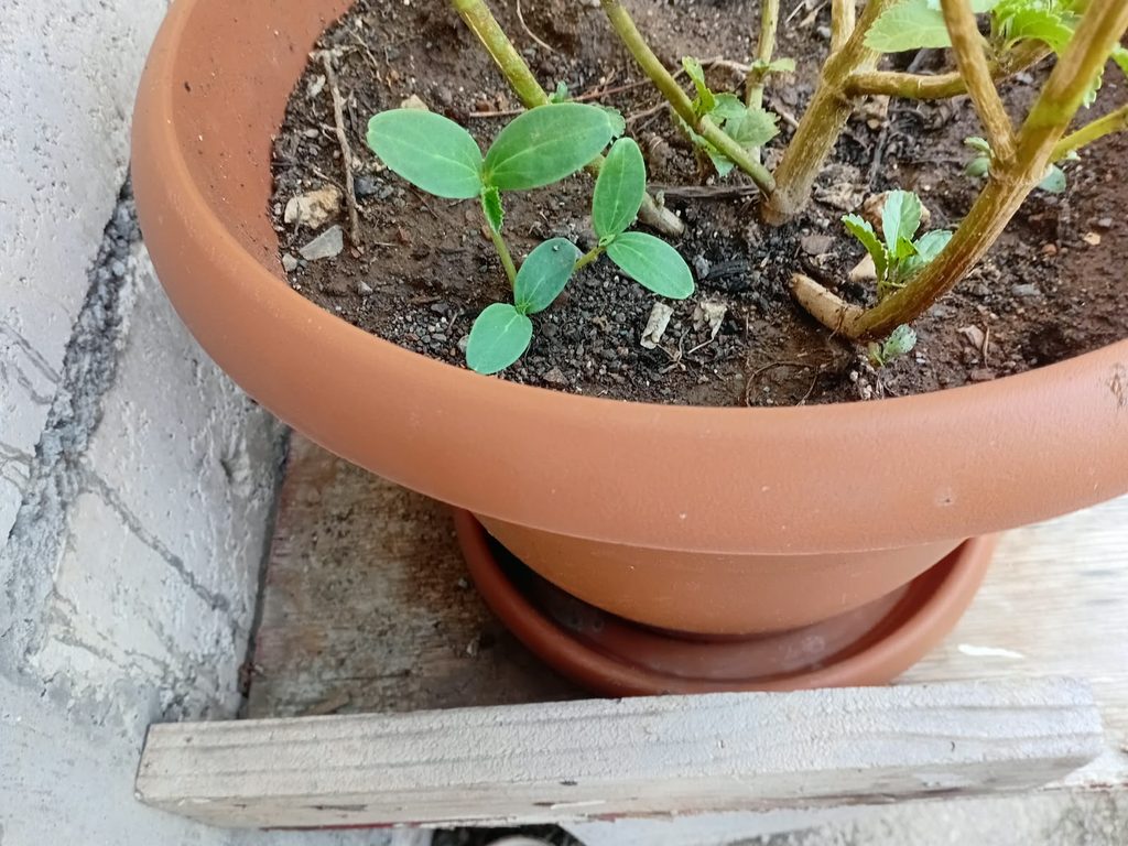 My cucumber seedlings